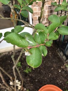 Crape-wmyrtle-with-leaf-damage