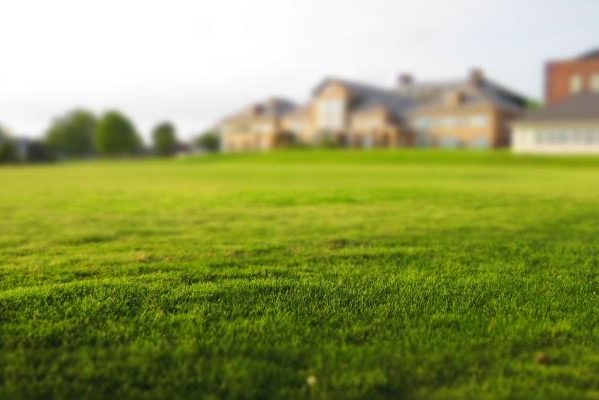 lawn-768316_1920
