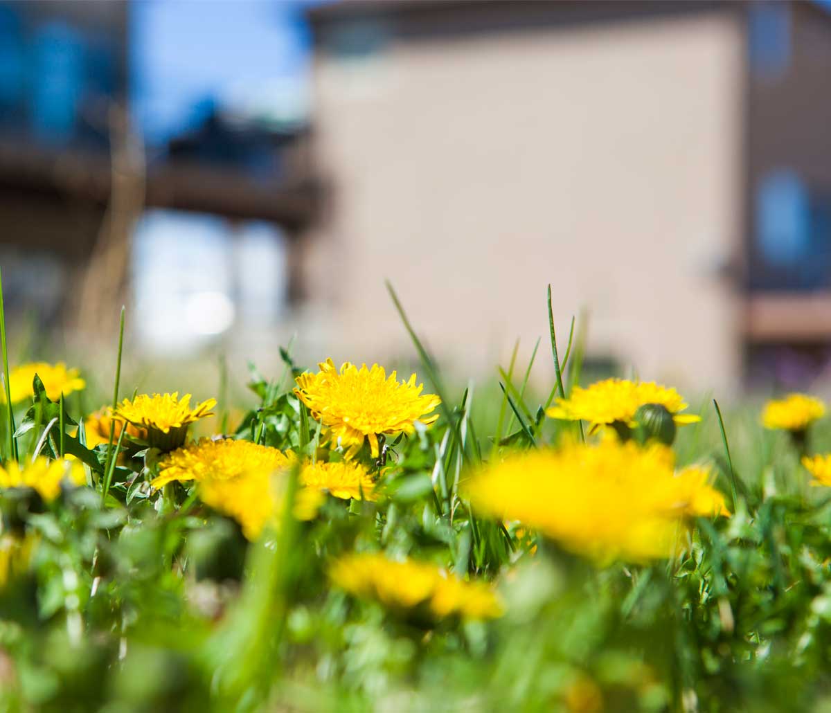weed control in melbourne, florida image of dandelions in a melbourne, FL lawn