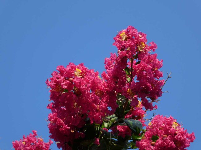 How to Prune Your Crape Myrtle