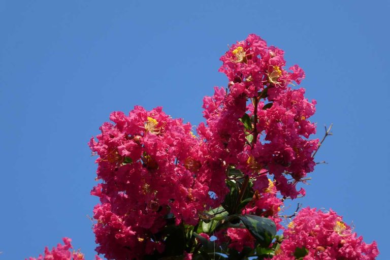 How to Prune Your Crape Myrtle