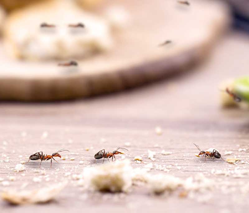 pest-control fire ant control