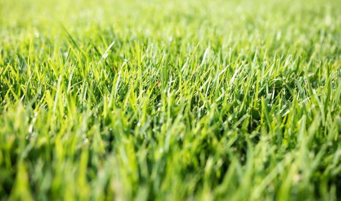 Customized-Lawn-Care-Services Aggieland Green Customized Lawn Care Services