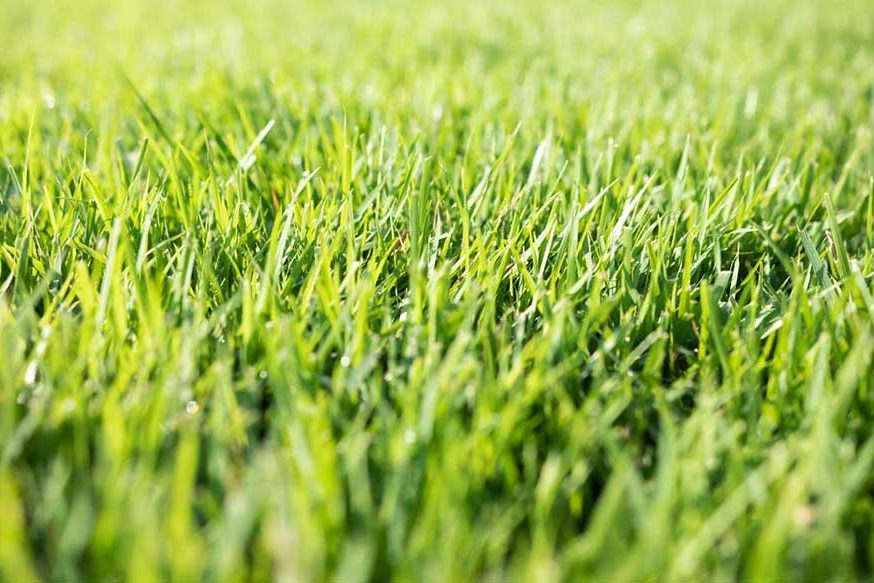 Aggieland Green Customized Lawn Care Services
