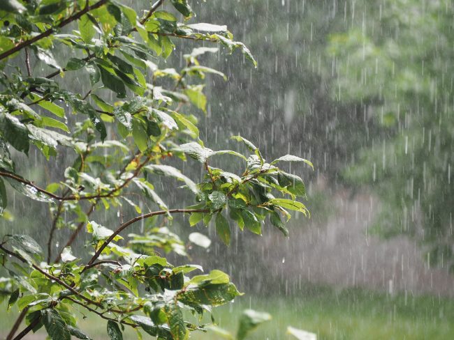 watering recommendations rainfall in lawn, lawn watering recommendations, central texas