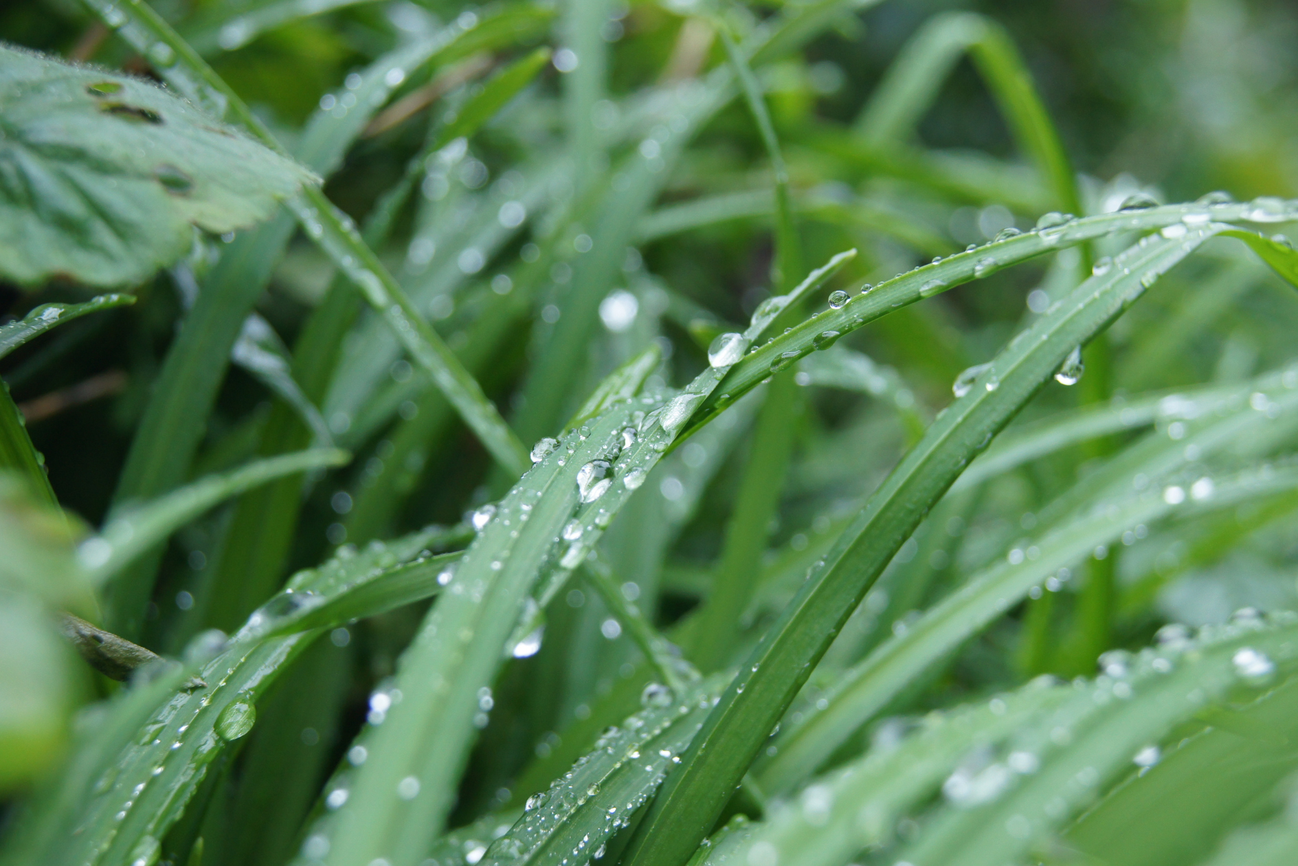 watering recommendations in texas, rain on grass blades