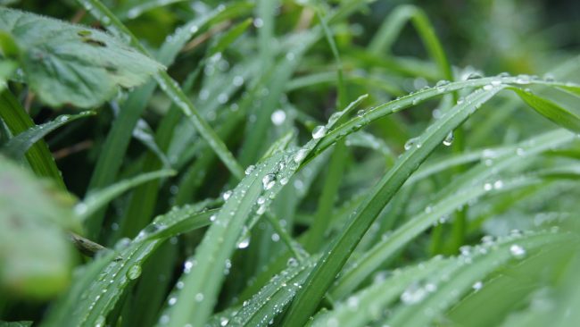 ALG Weekly Watering Recommendations watering recommendations in texas, rain on grass blades