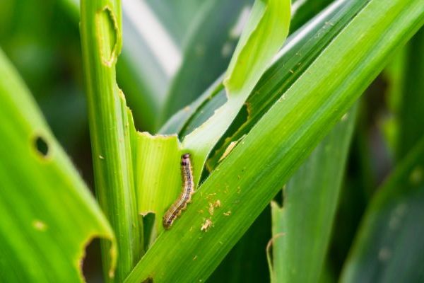 armyworms on grass blades, common lawn pests in nw houston, aggieland green