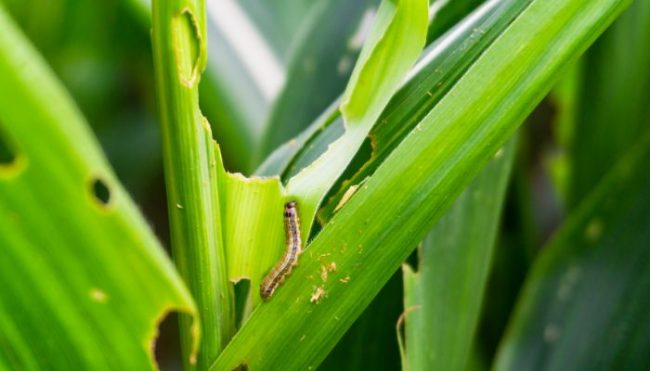 armyworms on grass blades, common lawn pests in nw houston, aggieland green