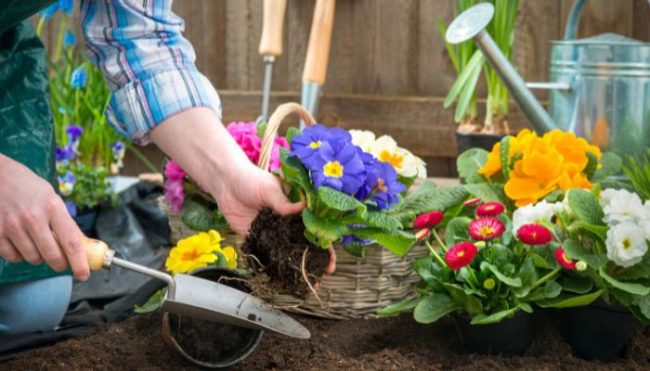 summer gardening, flower garden beds, texas tree care tips, aggieland green