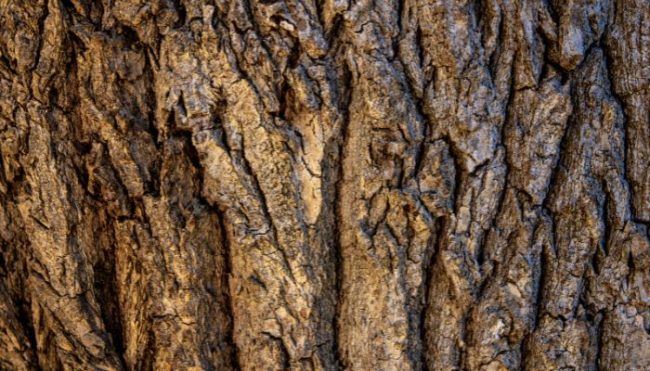 tree bark, texas tree care, wood boring beetles, aggieland green