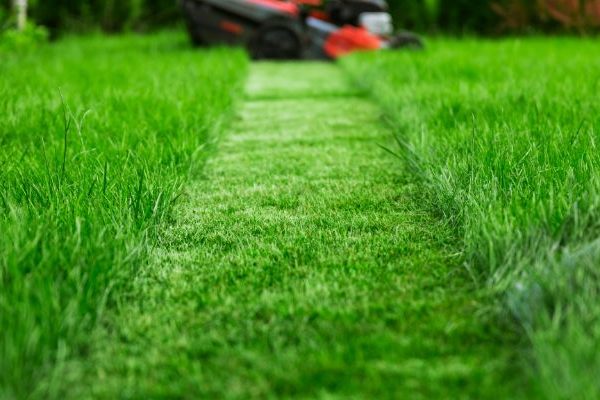 mower stress in texas, mowing tips, aggieland green