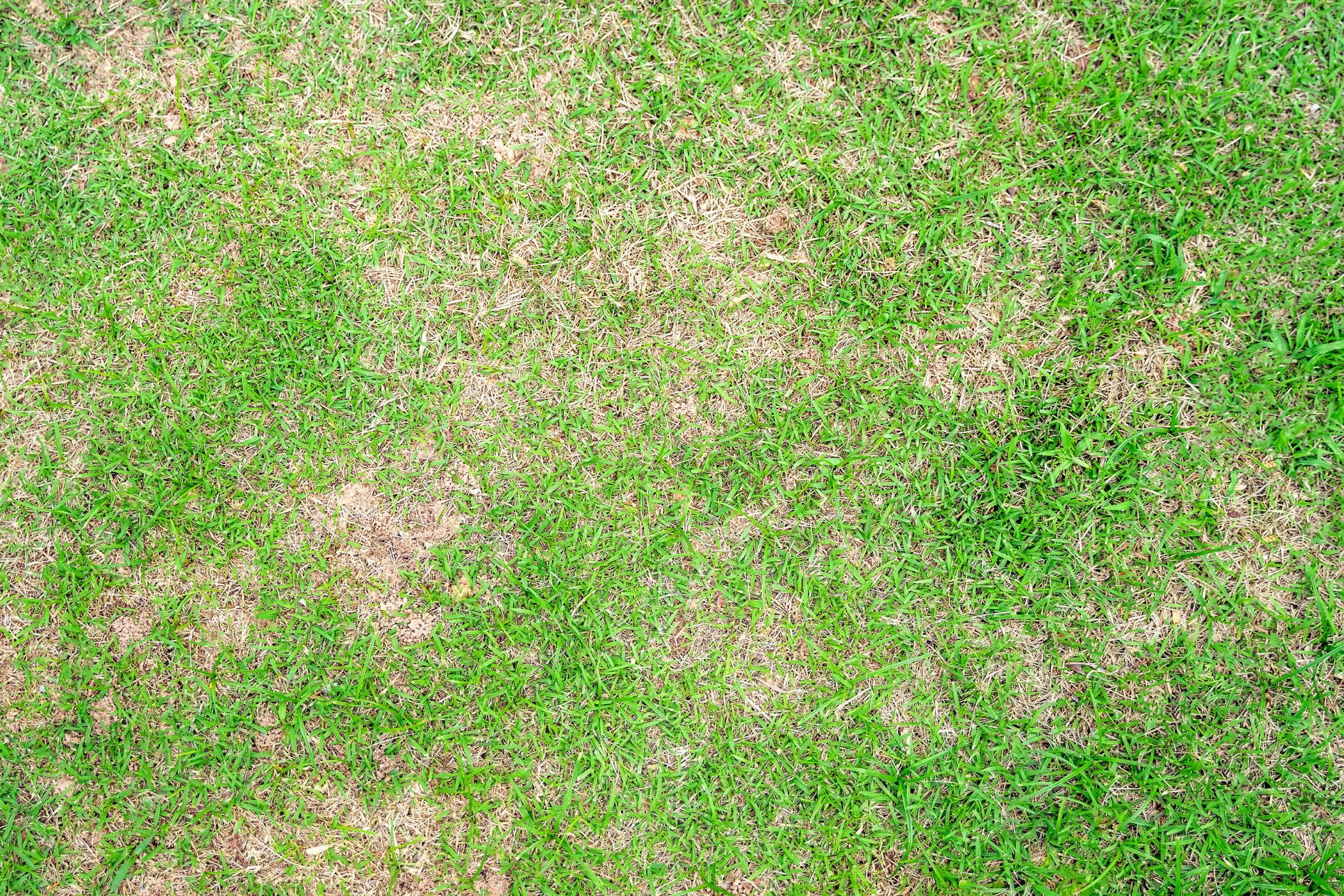 BrownPatch discoloration in lawn, brown patches in lawn