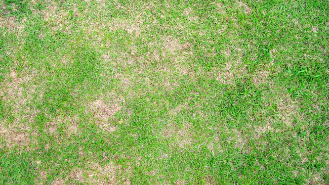 discoloration in lawn, brown patches in lawn