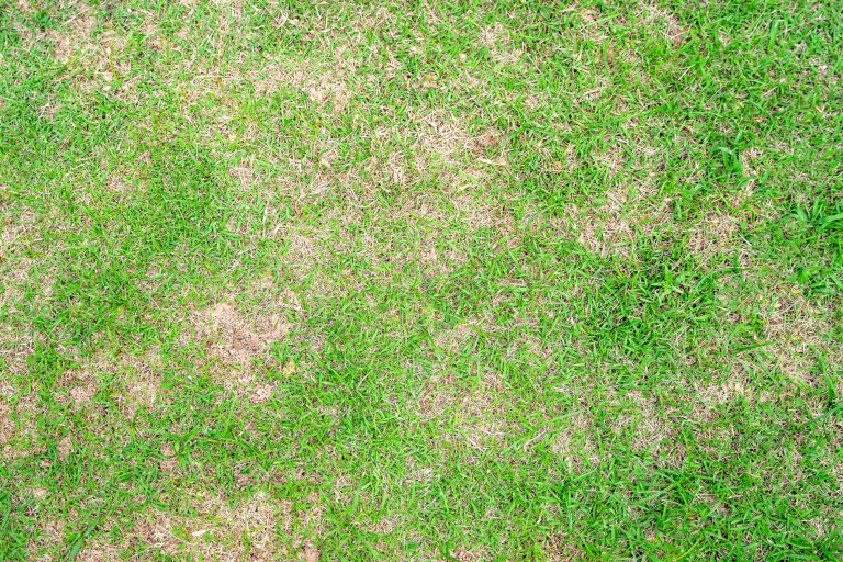 discoloration in lawn, brown patches in lawn