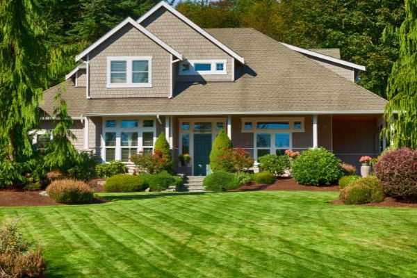junipers and cedars in texas, landscape trees in front yard, aggieland green