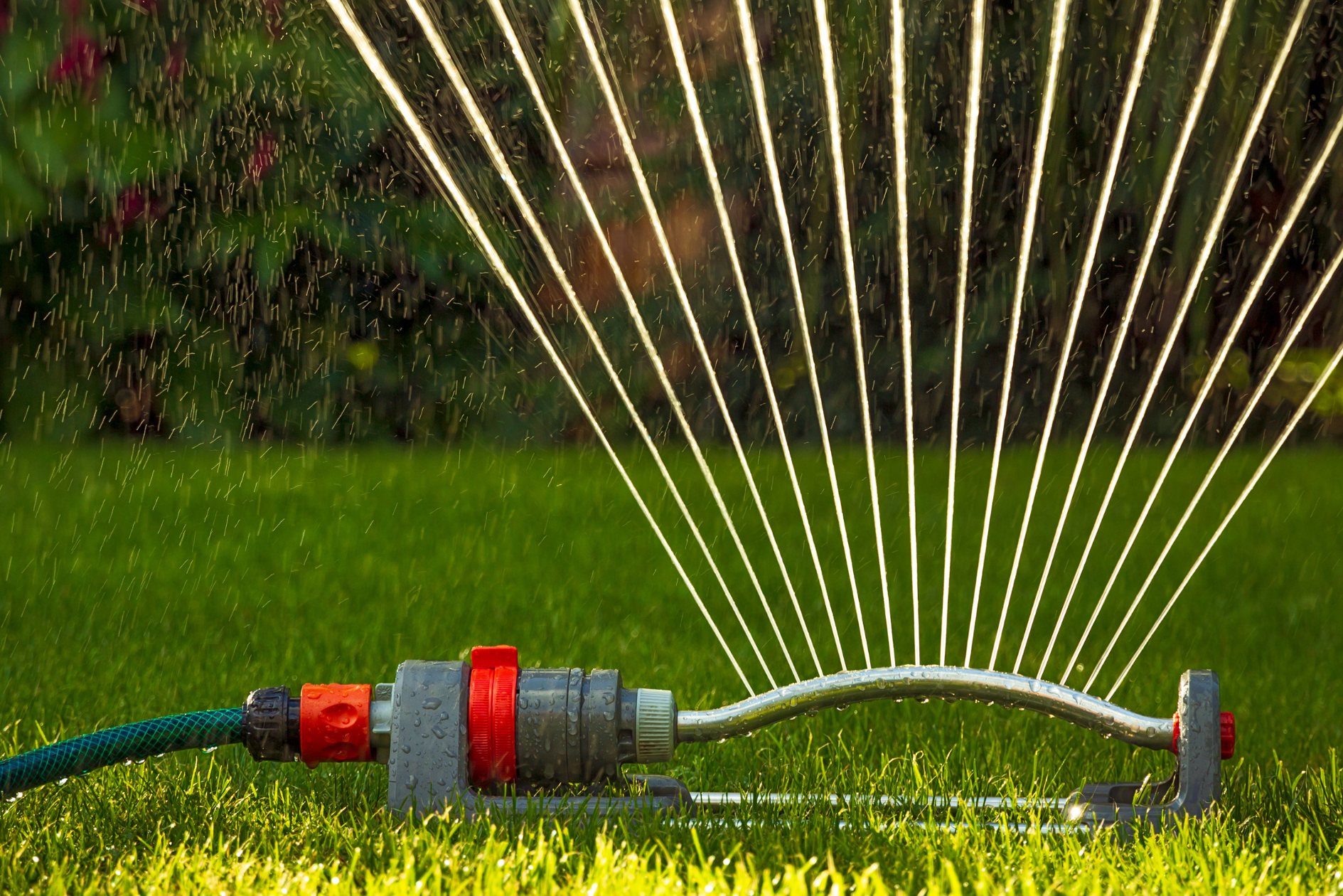 weekly watering recommendations, texas drought, aggieland green