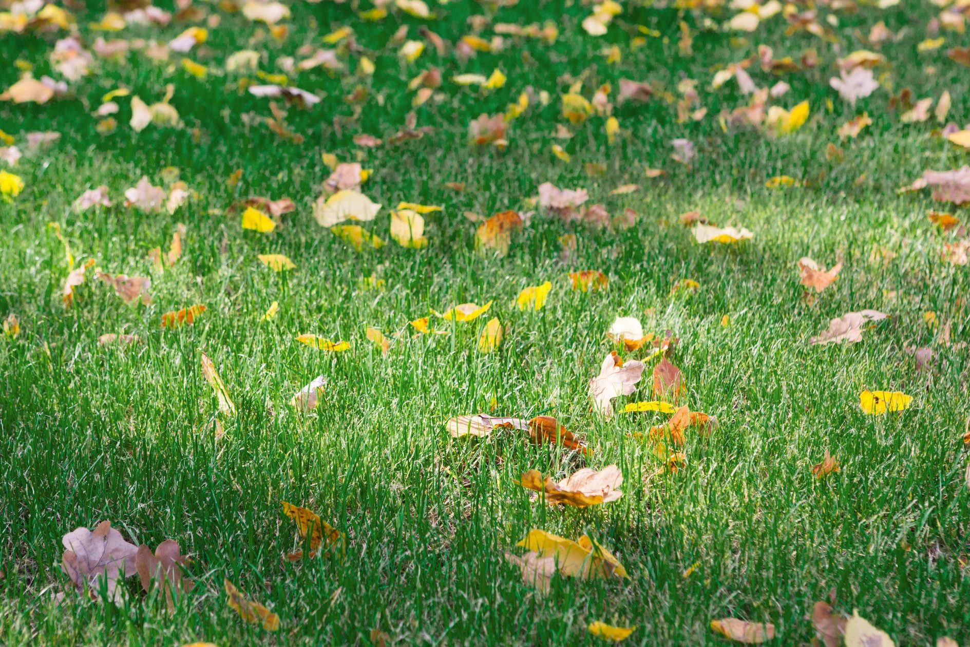 fall texas lawn