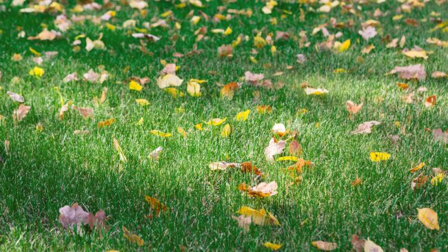 fall texas lawn