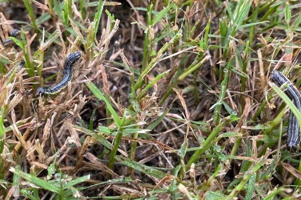 army worms, armyworms in texas lawn