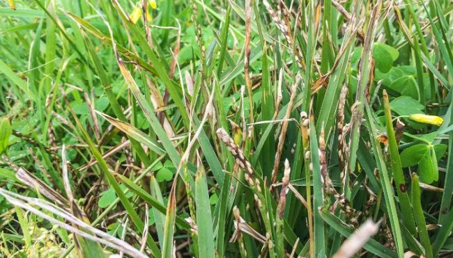 lawn problems in st augustine grass, discolored grass blades