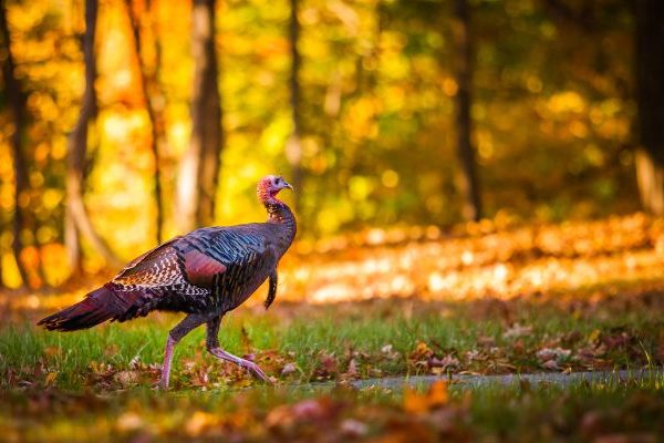 turkey in lawn