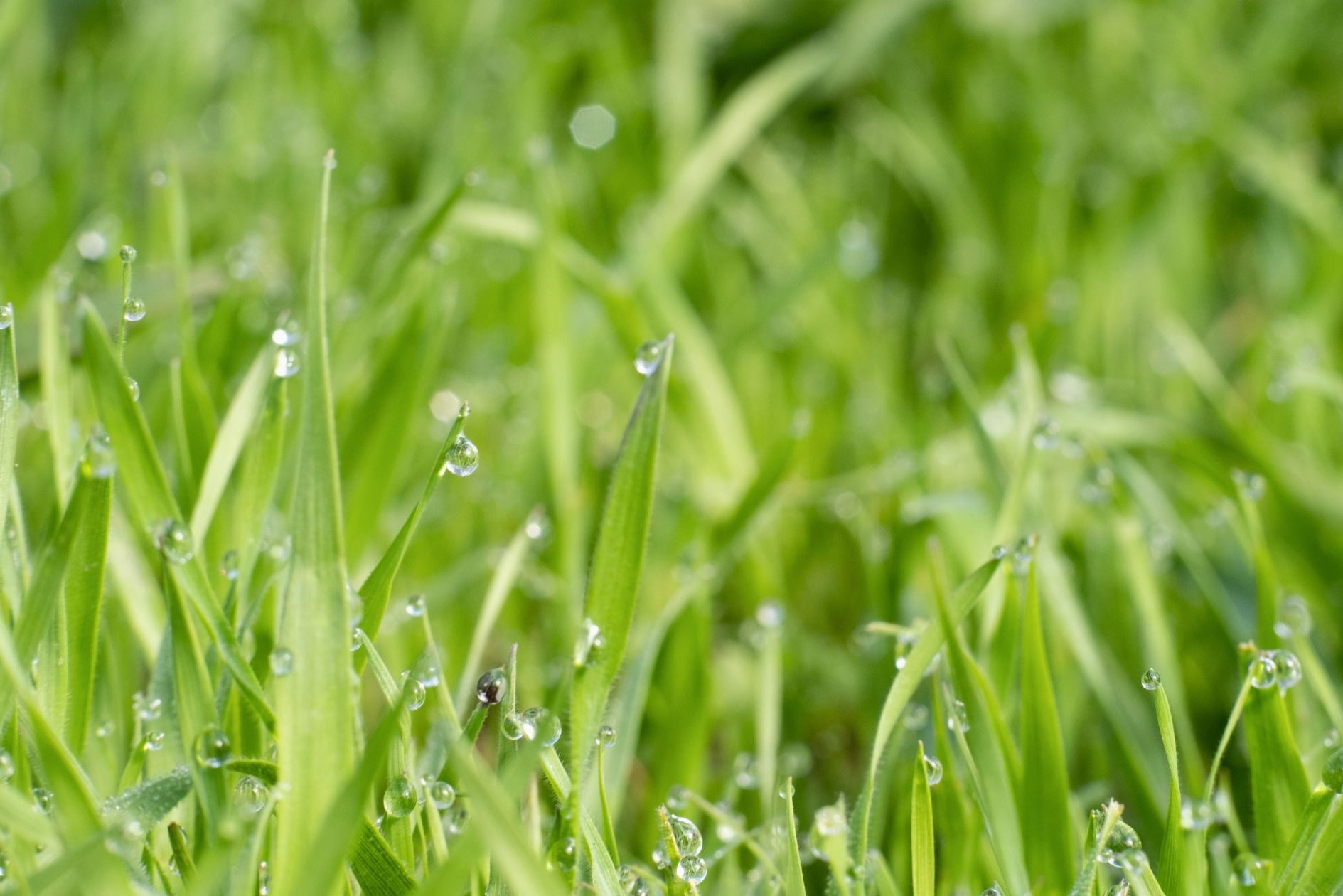 lawn watering, water droplets on grass