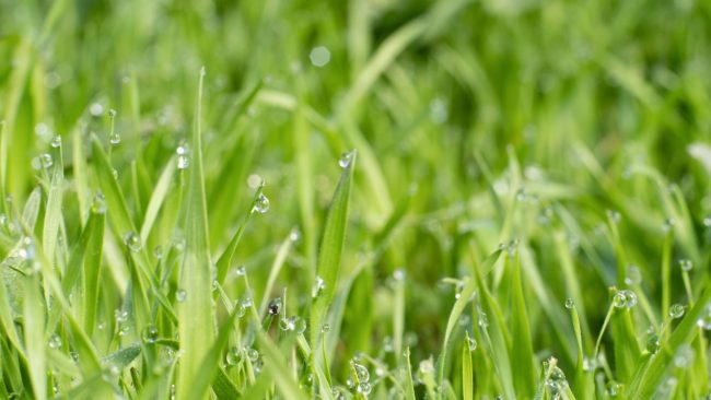 ALG – Weekly Watering Recommendations (17) lawn watering, water droplets on grass