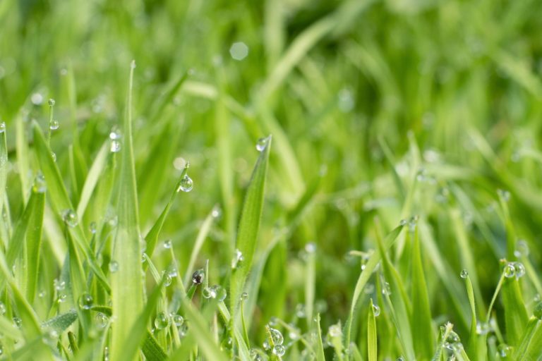 lawn watering, water droplets on grass