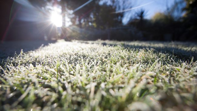 winter frost on grass, winter lawn care