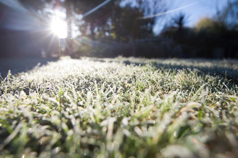 winter frost on grass, winter lawn care