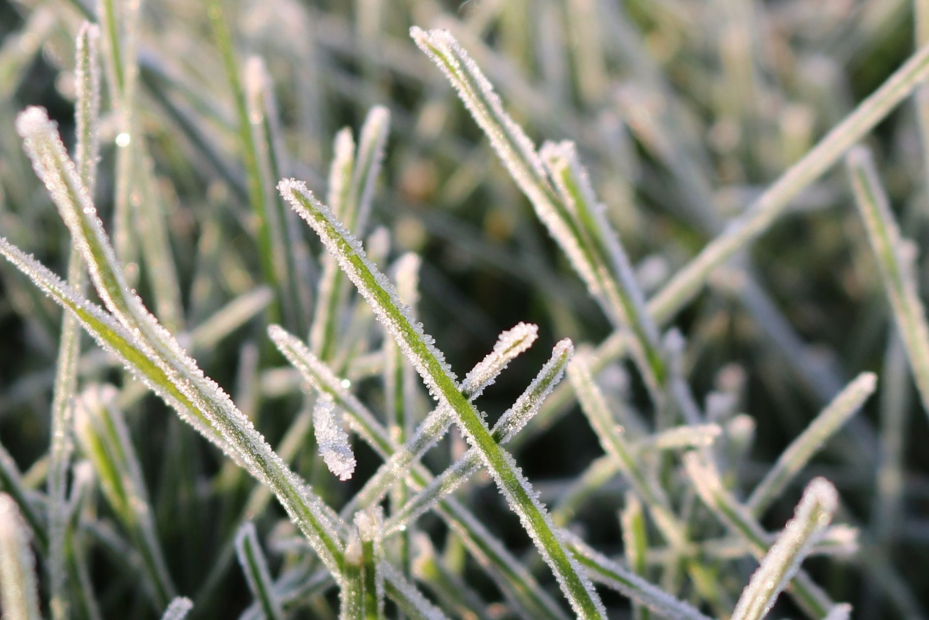 ALG – Weekly Watering Recommendations (20) frost on lawn, texas freeze