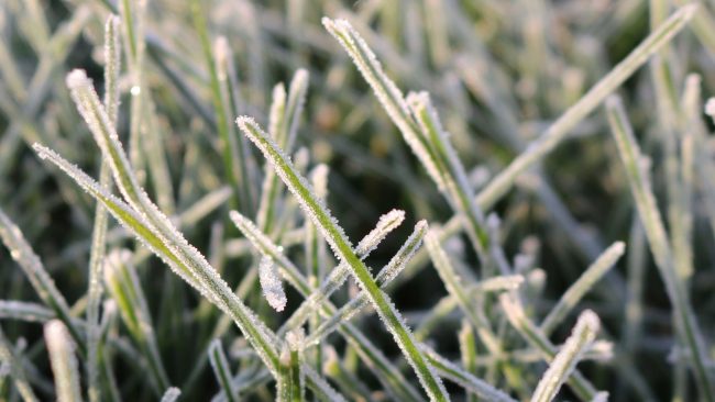 frost on lawn, texas freeze