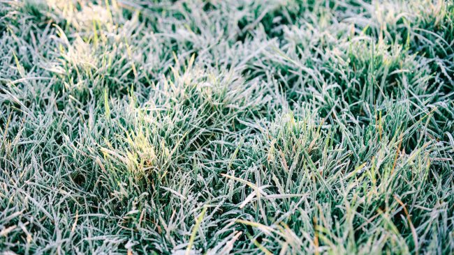 ALG – Weekly Watering Recommendations (21) frosted grass blades in texas lawn
