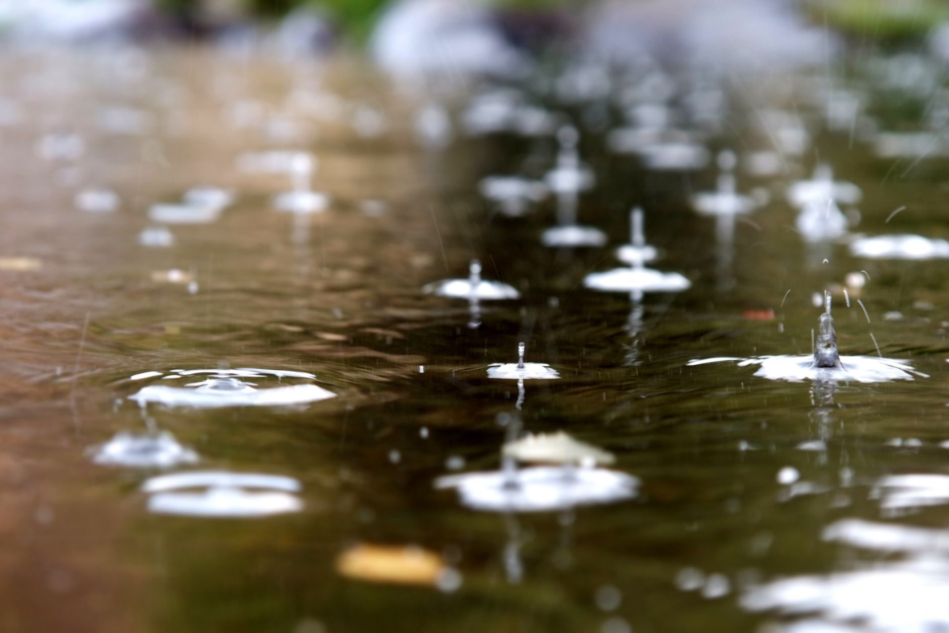 raindrops in a puddle