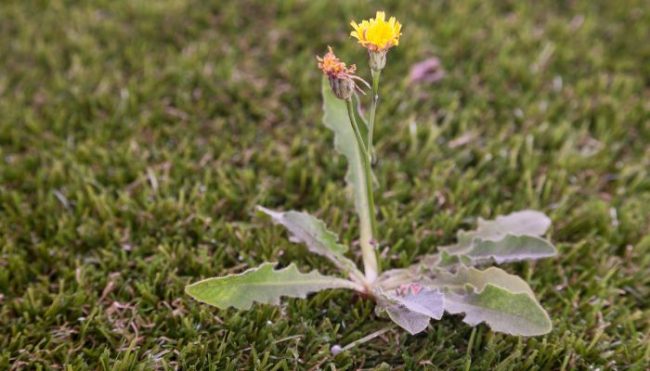 dandelion weed in grass, winter weeds in tx