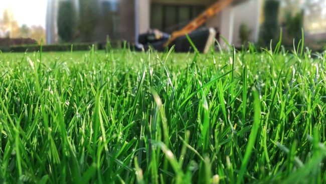 close up of green grass blades in texas lawn