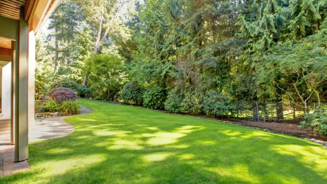 spring back yard with green grass and tree line