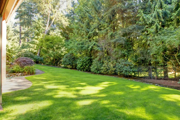 spring back yard with green grass and tree line