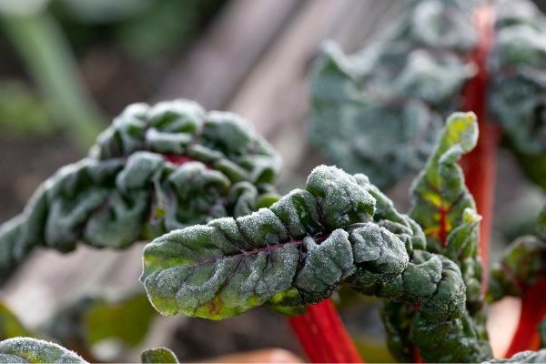 frost damage on plant leaves