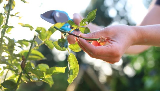 close up of spring pruning on green shrub with leaves