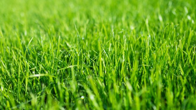 green grass blades
