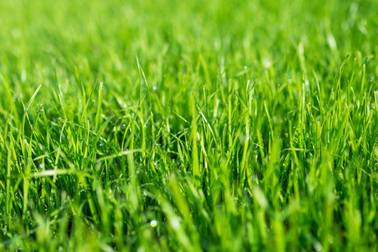 green grass blades