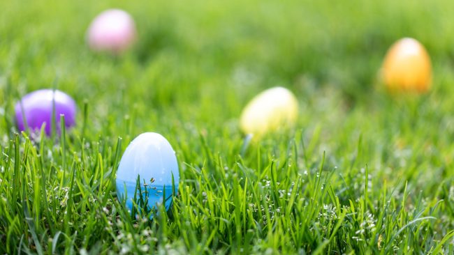 easter eggs in green lawn