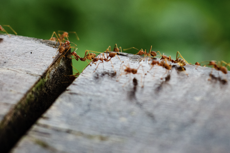 close up of texas fire ants