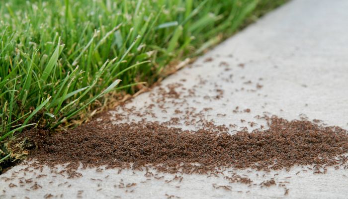 fire ant control in texas fire ants in lawn