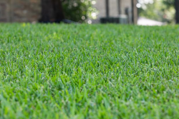 AKpsAggielandGreenIMG_2945- (1) close up of lush green grass
