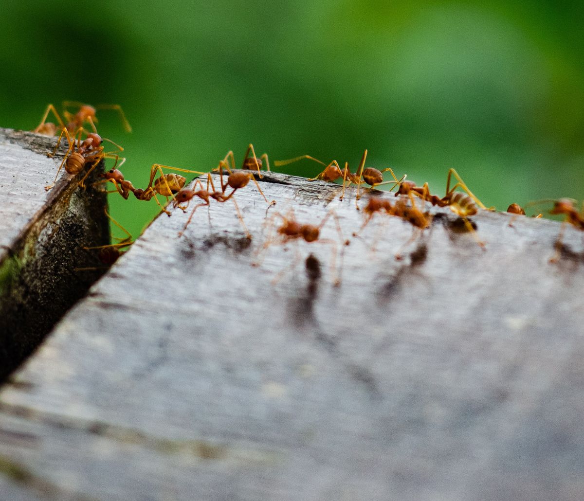 fire ant control (1) fire ant control