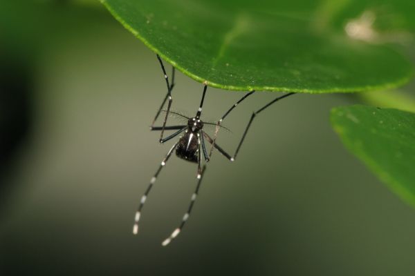 close up of mosquito on leaf