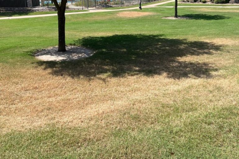 lawn with heat stress and brown spots from lack of water